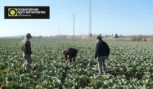 Mejorando los seguros agrarios