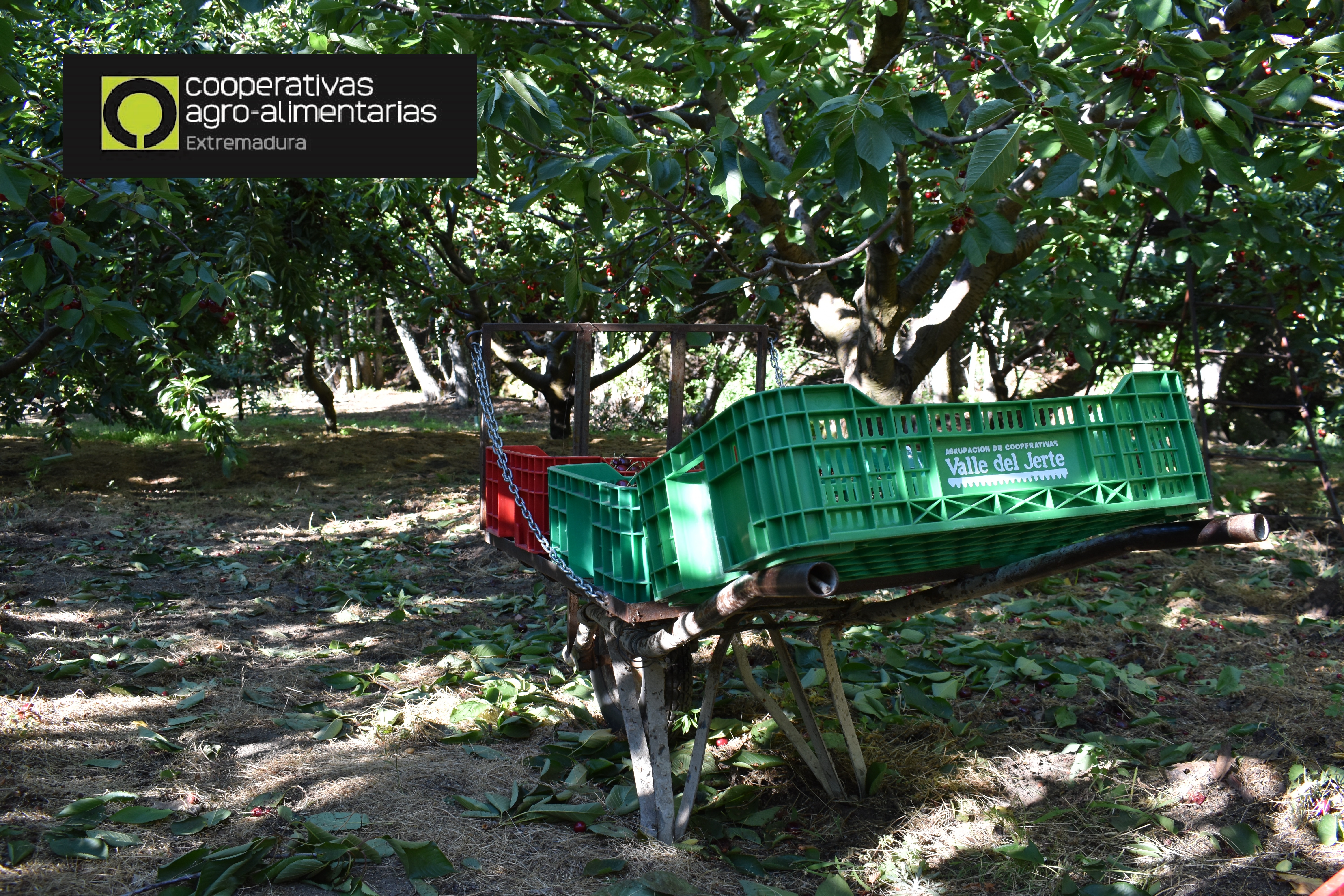 Mejorando los seguros agrarios